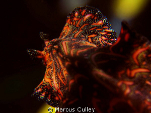 Flatworm on the move at Dili Rock. by Marcus Culley 